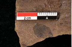 Foto (Detailansicht) von Sphaeria interpungens Heer (NHMW-GEO-2024-0188-0019)